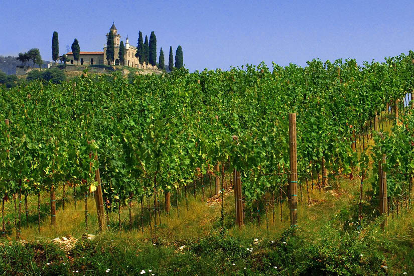 Hillside vineyard with a villa in the background